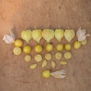Several Aunt Molly's Ground Cherries, whole, sliced and quartered.