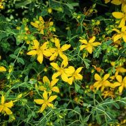 Saint John's Wort