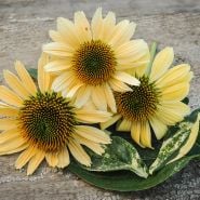 Mellow Yellow Trio of blooms with variegated leaves.