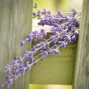 Lavender sprigs in wooden fence.