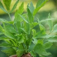 Lovage growing in garden.