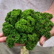 Moss Curled Parsley