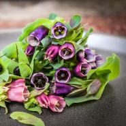 Bright pink, purple and blue hues of the Kiwi Blue Honeywort flowers contrast tastefully against the blue and green foliage.