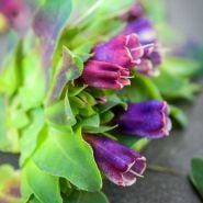 Bright pink, blue and purple Kiwi Blue Honeywort blooms and leaves on a dark slate background.