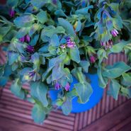 Kiwi Blue Honeywort flowers with foliage.