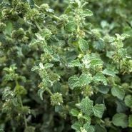 White Horehound growing in garden