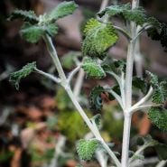 White Horehound stalks