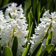 Aiolos Hyacinths backlit by the morning sunshine in the Baker Creek gardens.