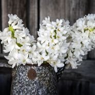 A bouquet of bright white Aiolos Hyacinths in a an old rustic kettle on the front porch of the seed store.
