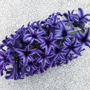 Blue Jacket Hyacinth (5 bulbs)