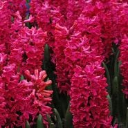 Jan Bos Hyacinth (5 bulbs) 