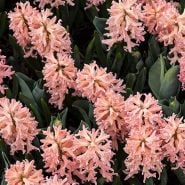 Gipsy Queen Hyacinth (5 bulbs)