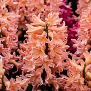 Gipsy Queen Hyacinth (5 bulbs)
