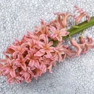 Gipsy Queen Hyacinth (5 bulbs)