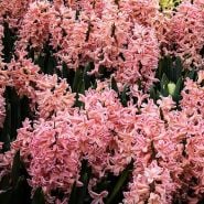 Gipsy Queen Hyacinth (5 bulbs)