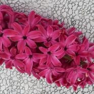 Detailed close-up of a  Jan Bos Hyacinth flower on a metal background.
