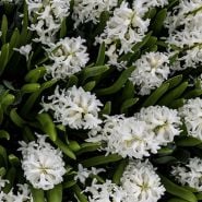 Aiolos Hyacinth (5 bulbs) 