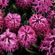 Jan Bos Hyacinth (5 bulbs) 
