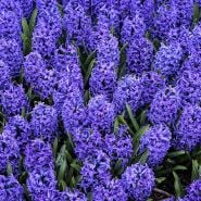 Blue Jacket Hyacinth (5 bulbs)