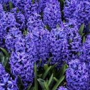 Blue Jacket Hyacinth (5 bulbs)