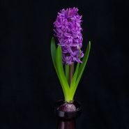 A single Purple Sensation Hyacinth blooms in a vase. Image courtesy of Fluwel Bulb Co.