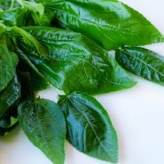 Close-up view of Giant of Bertroua Molokhia leaves on a light background.