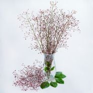 Jewels of Opar arranged in a vase with edible leaves on white background.