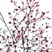 A close-up view of of the tiny Jewels of Opar berries and tiny pink blooms against a white background.