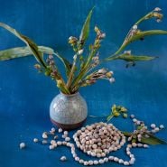 Job's Tears beads with plants and necklace on a dark blue background. 