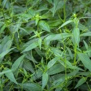 King of Bitters (Fah Taloi Jone) plants growing in the greenhouses at Baker Creek.