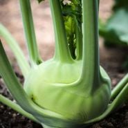 Close-up of a single Delicacy White Kohlrabi.