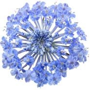 An extreme macro view of a single Blue Lace Flower.