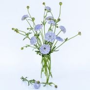 Blue Lace Flowers in a tall arrangement in a glass bud vase on a white background.