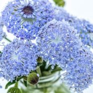 Close-up macro view of Blue Lace Flowers in a glass jar.