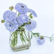 A floral arrangement of Blue Lace Flowers in a glass jar on white background.