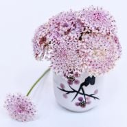 An arrangement of Pink Lace Flowers in a matching pink Japanese cup on a white background.