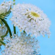 A close-up macro view of White Lace Flowers against a blue background.