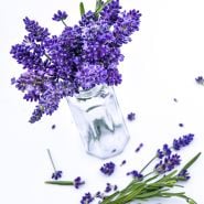 Close-up of fragrant Ellagance Purple Lavender  blooms on a white background.