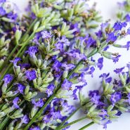 Munstead Strain Lavender close up on light background.