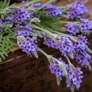 Origano Lavender stems on wooden box.