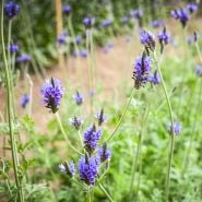 Blue Torch Lavender