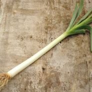 Single Bulgarian Giant Leek on a wooden board.