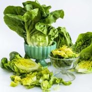 Several Buttercrunch heads with a glass vase of chopped leaves on a white background.