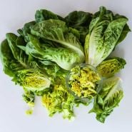 Several Buttercrunch heads with a jar of chopped leaves in it looking from above.