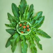 Chinese Narrow Leaf Lettuce surrounds a bowl of chopped leaves and tomatoes in a bowl.