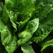De Russie Lettuce growing in the greenhouse at the Baker Creek farm in Mansfield, Missouri.