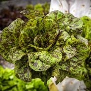 Gardener holding a freshly cut head of Flashy Butter Gem Lettuce in the trial garden at Baker Creek.