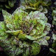 A head of Flashy Butter Gem Lettuce in the garden.