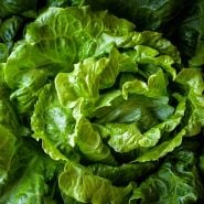 Hao Shan Lettuce growing in the greenhouse at Baker Creek.