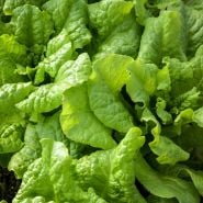 Closeup of Henderson's Black Seeded Simpson Lettuce.